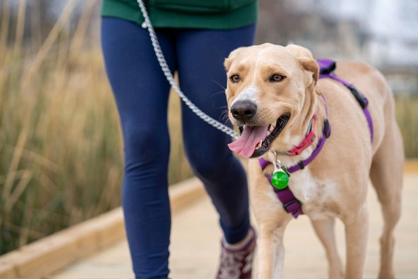 A person walking with a dog.
