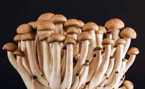 Image of mushrooms